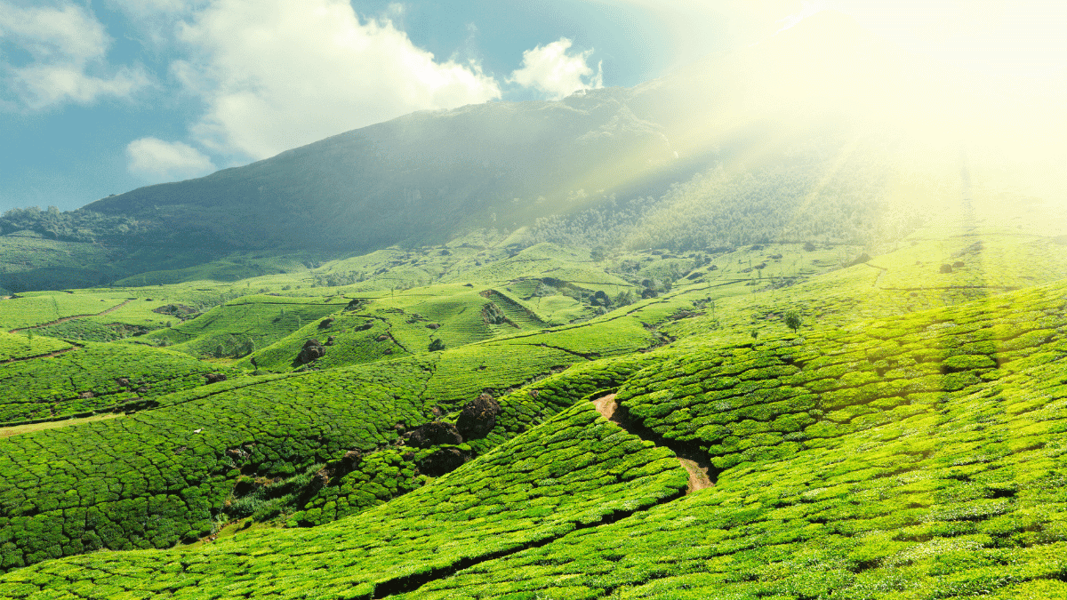A. Green Tea (Unoxidized): The Ultimate Antioxidant-Rich Superfood Tea