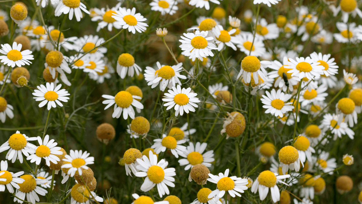 Sip Your Way to Better Health: Exploring the Benefits and History of Chamomile Tea