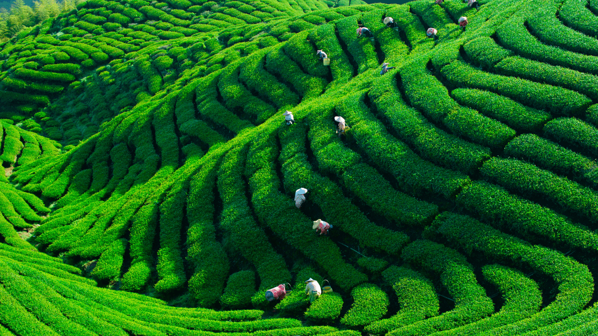 tea plantation