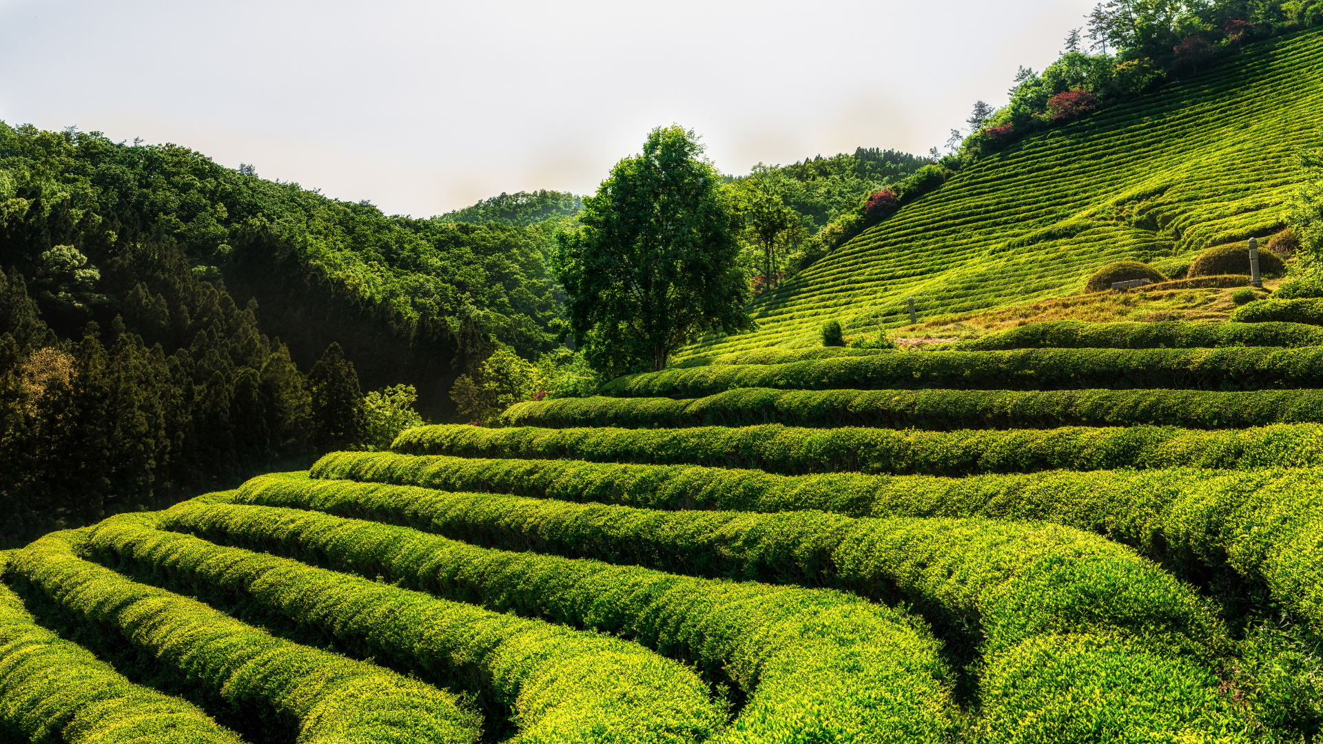 Your Ultimate Boseong Green Tea Fields Adventure: A Fun Guide for Everyone