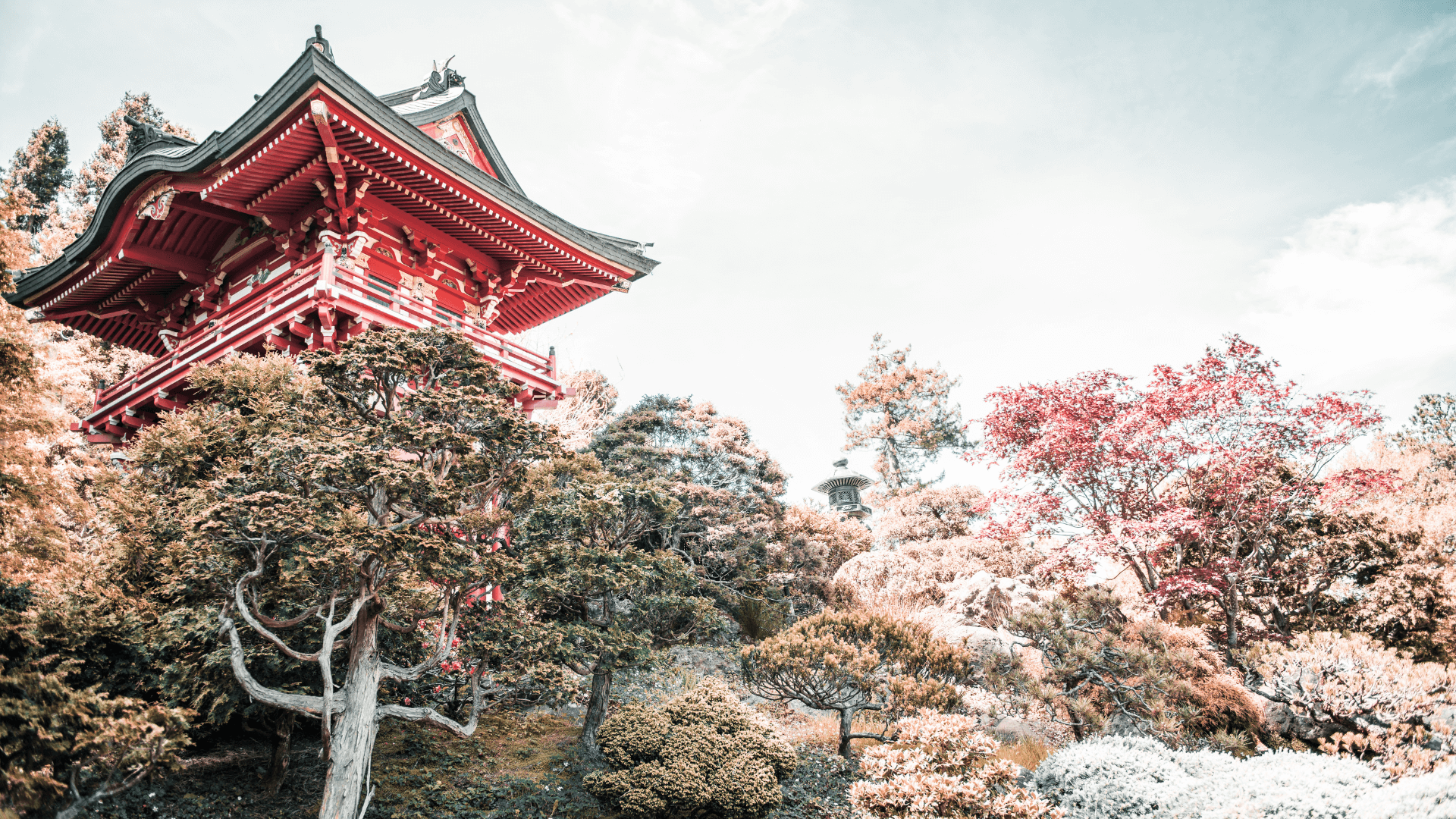 Beyond Matcha: Exploring the Japanese Green Tea of Shizuoka