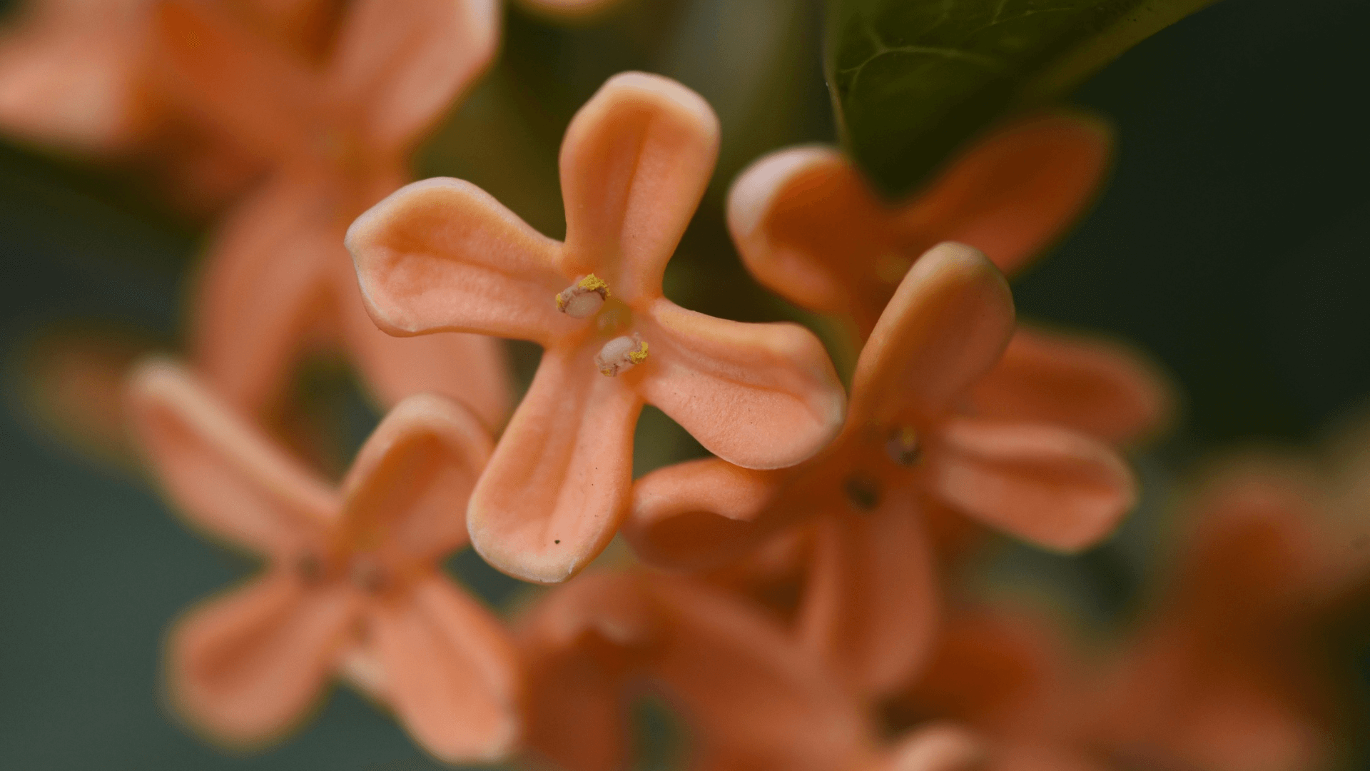 The Ancient Wellness Trio: Why Goji, Ginseng, and Osmanthus Make the Perfect Tea Blend